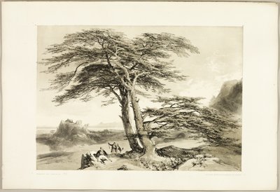 Cedros del Líbano, de El parque y el bosque de James Duffield Harding