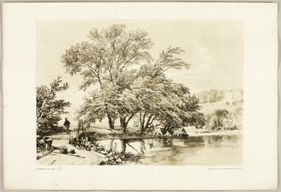 Sauce común, de El parque y el bosque de James Duffield Harding
