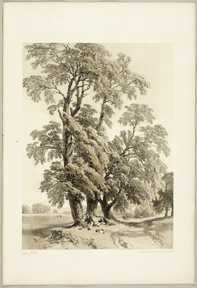 Olmo, de El parque y el bosque de James Duffield Harding