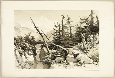 Alerce, de El parque y el bosque de James Duffield Harding