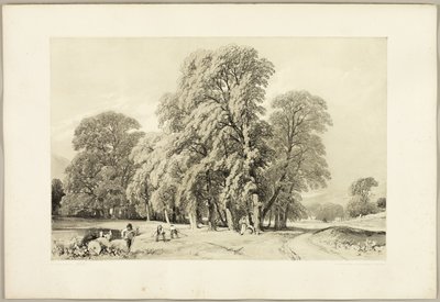 Plátanos, de El parque y el bosque de James Duffield Harding