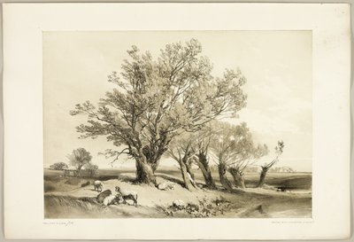Sauce de Pollard, de El parque y el bosque de James Duffield Harding