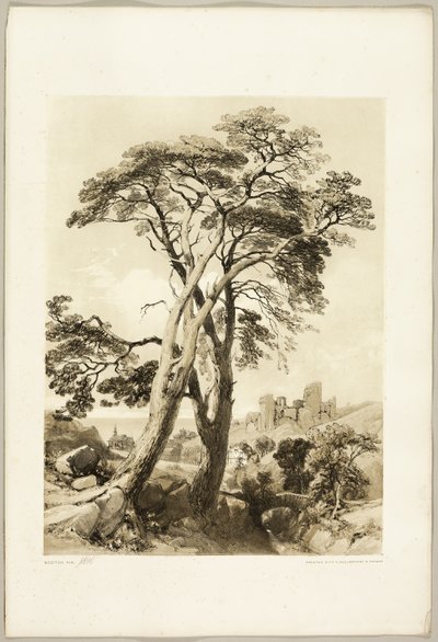 Pino escocés, del Parque y el Bosque de James Duffield Harding