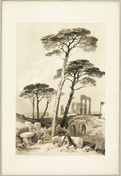Pinos de Piedra, del Parque y el Bosque de James Duffield Harding