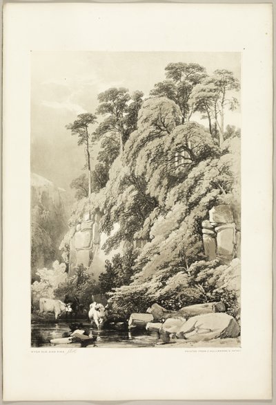 Olmo y abetos, de El Parque y el Bosque de James Duffield Harding