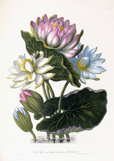 Loto Rojo, Azul y Blanco, de Hindostán, 1781 de James Forbes