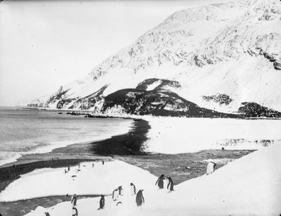 Una vista a lo largo de la costa con pingüinos en primer plano, Georgia del Sur de James Francis Hurley
