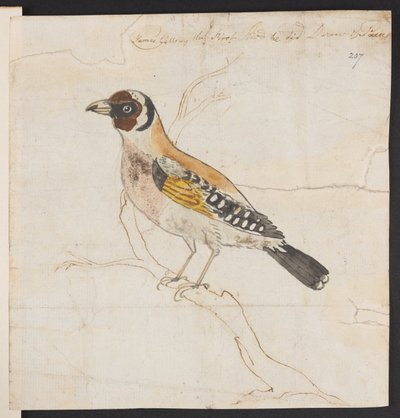 Pájaro anidando, c. 1757-1815 (acuarela y tinta) de James Gillray