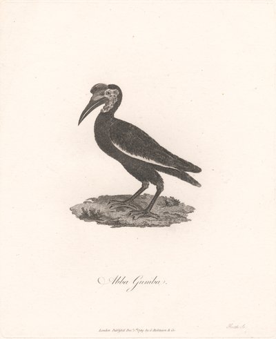 Abba Gumba de James Heath