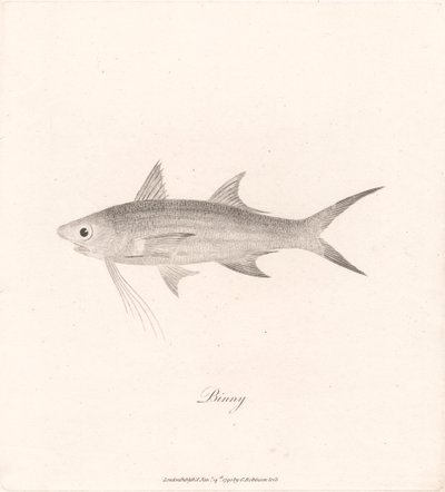 Binny de James Heath