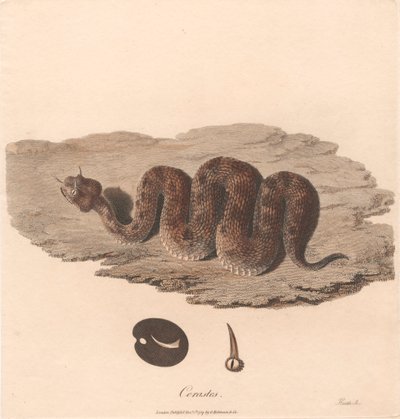 Cerastes de James Heath