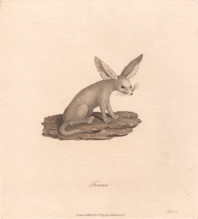 Fennec de James Heath