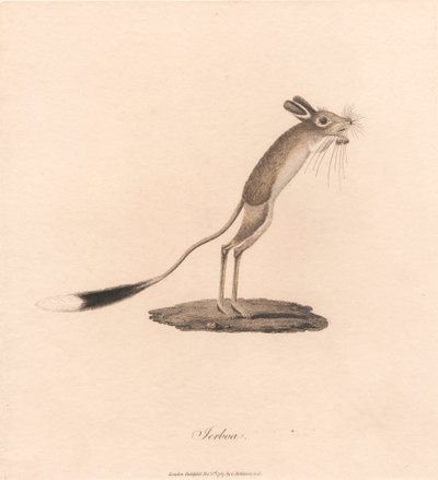 Jerboa de James Heath