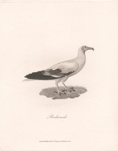 Rachamah de James Heath