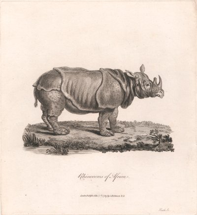Rinocerontes de África de James Heath