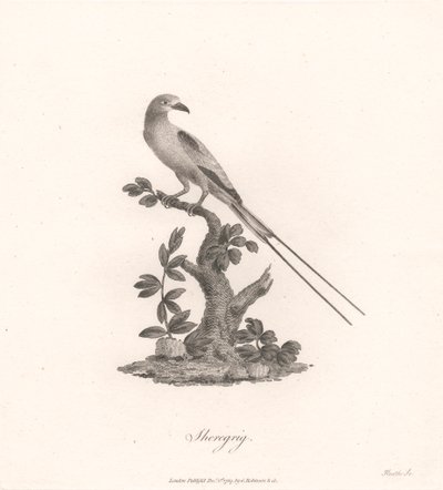 Sheregrig de James Heath