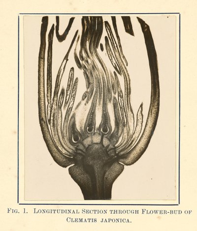 [Vista de Clematis Japonica - Sección longitudinal] de James Hornell