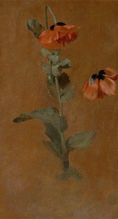 Estudio de amapolas, 1832 (post conservación) de James Inskipp