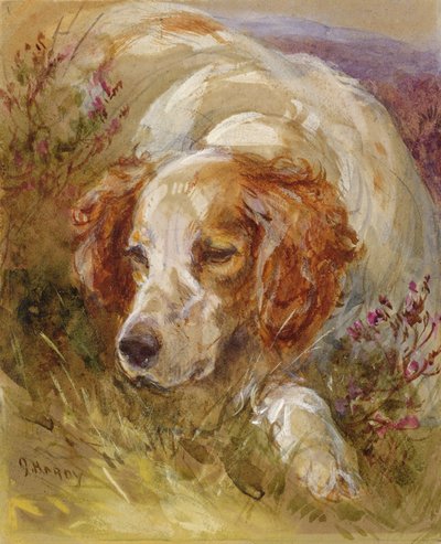 Un spaniel de James Jnr Hardy