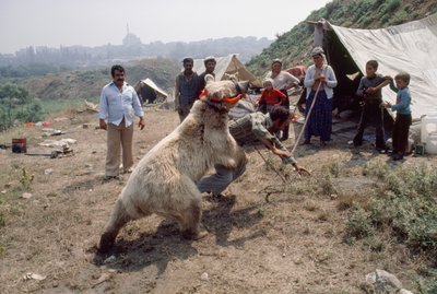 Un número de osos gitanos ensaya para un carnaval con romaníes. Cerca de Estambul, Turquía. de James L Stanfield