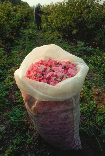 Una bolsa llena de pétalos de rosa recién recogidos. Valle de las Rosas, Bulgaria. de James L Stanfield