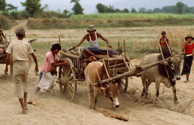 Un carro de bueyes empantanado en el polvo de una carretera en mal estado. Aldea de Sebin, Birmania. de James L Stanfield