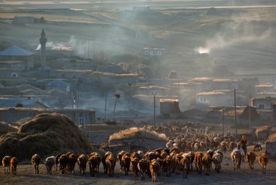 Un gran rebaño de ganado se dirige a los pastos a través de un polvoriento pueblo rural. Enrentepe, Turquía. de James L Stanfield