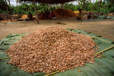 Un gran montón de granos de cacao (género: Theobroma, especie: cacao), que ya se han... de James L Stanfield