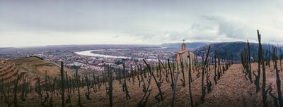 Un viñedo domina la ciudad y el río Ródano. SOCIETE PAUL JABOULET AINE WINE... de James L Stanfield