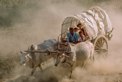 Las carreras de bueyes marcan el día de luna llena de Kason. Patheingyi, al este de Mandalay, Birmania. de James L Stanfield