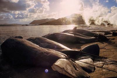 Ballenas descuartizadas en la playa tras una cacería. FRENCHMAN BAY CERCA DE ALBANY, WESTE... de James L Stanfield