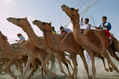 Los camellos avanzan durante las carreras de camellos del Día Nacional de Omán. Hipódromo del distrito de Al Falaj, Omán. de James L Stanfield
