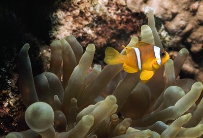 BAJO EL AGUA DE EILAT, ISRAEL, GOLFO DE AQABA (PARTE DEL MAR ROJO). BAJO EL AGUA... de James L Stanfield