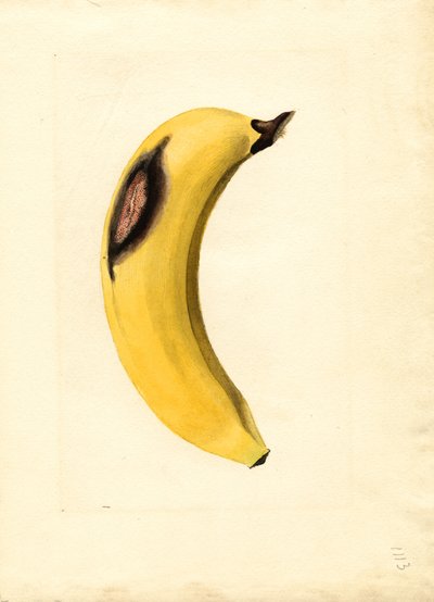 Plátano (Musa) (acuarela) de James Marion Shull