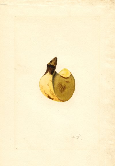 Plátano (Musa) (acuarela) de James Marion Shull