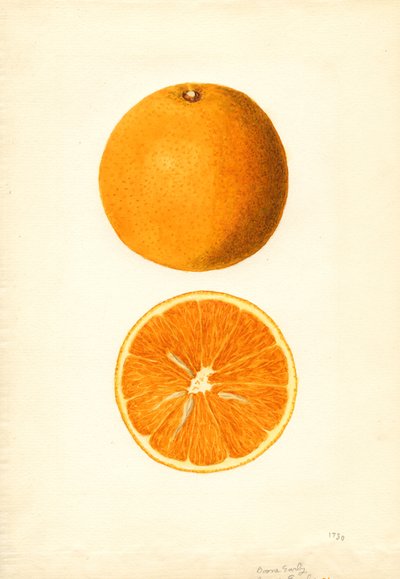 Naranjas tempranas de Boone (Citrus sinensis) (acuarela) de James Marion Shull