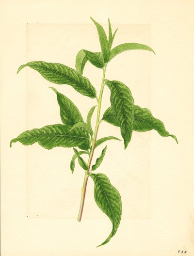Rama con hojas verdes del melocotonero Elberta ( Prunus persica: Elberta) (acuarela) de James Marion Shull