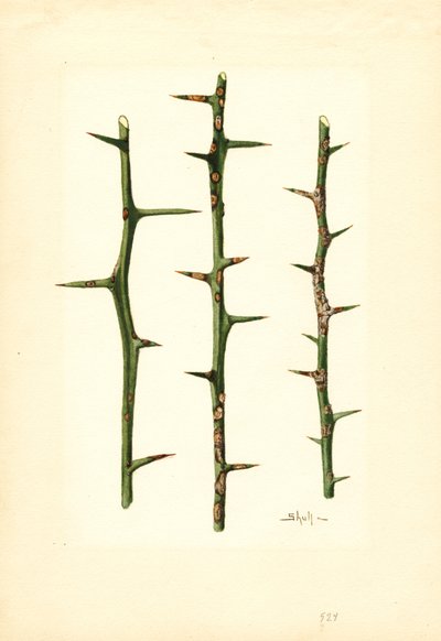 Cancro de los cítricos en tallo de naranjo (Poncirus trifoliata) (acuarela) de James Marion Shull