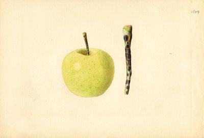 Manzana Golden Delicious ( Malus domestica) (acuarela) de James Marion Shull