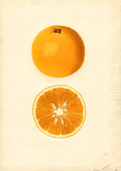 Naranjas de Homosassa ( Citrus sinensis) (acuarela) de James Marion Shull