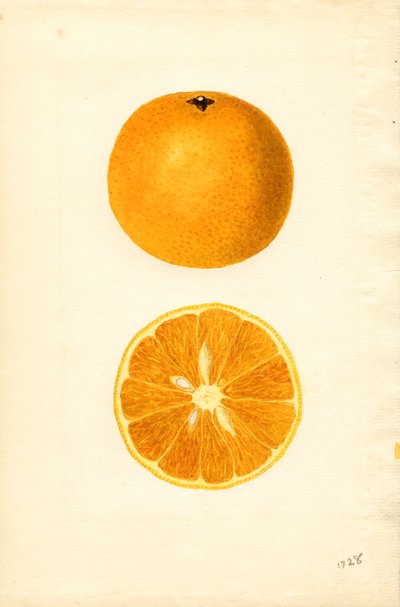 Naranjas de Mallorca ( Citrus sinensis) (acuarela) de James Marion Shull