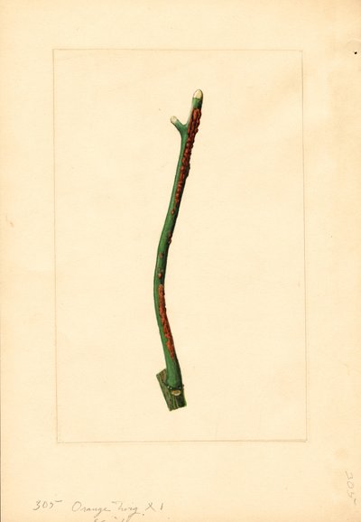 Ramita de naranjo (Citrus sinensis: Valencia) (acuarela) de James Marion Shull