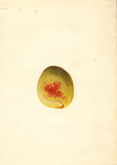 Melocotón ( Prunus persica: Elberta) (acuarela) de James Marion Shull