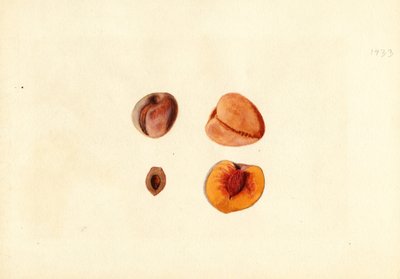 Melocotones ( Prunus persica: Hutchkins) (acuarela) de James Marion Shull