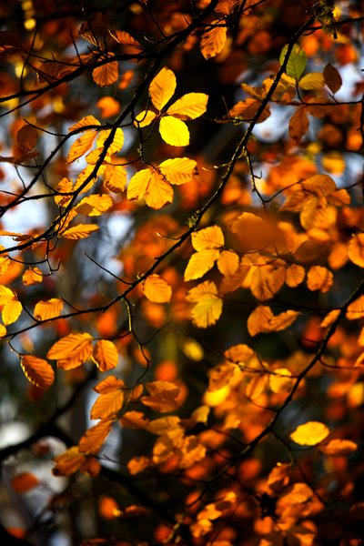 Hojas de otoño amarillas y doradas aún en la rama de un árbol, 2009 de James McCormick
