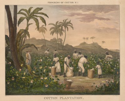 Progreso del algodón: #1 - Plantación de algodón de James Richard Barfoot