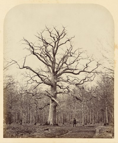 El Roble de la Reina Ana de James Sinclair