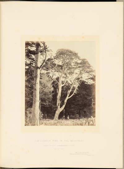 Pino viejo en racimo en el Belvidere de James Sinclair, 14th Earl of Caithness