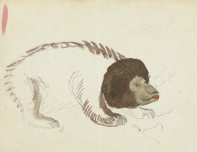 Un Oso de James Sowerby