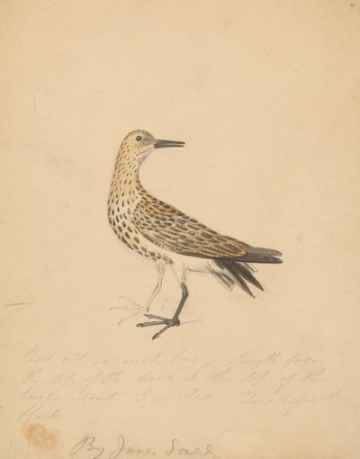 Un pájaro de James Sowerby